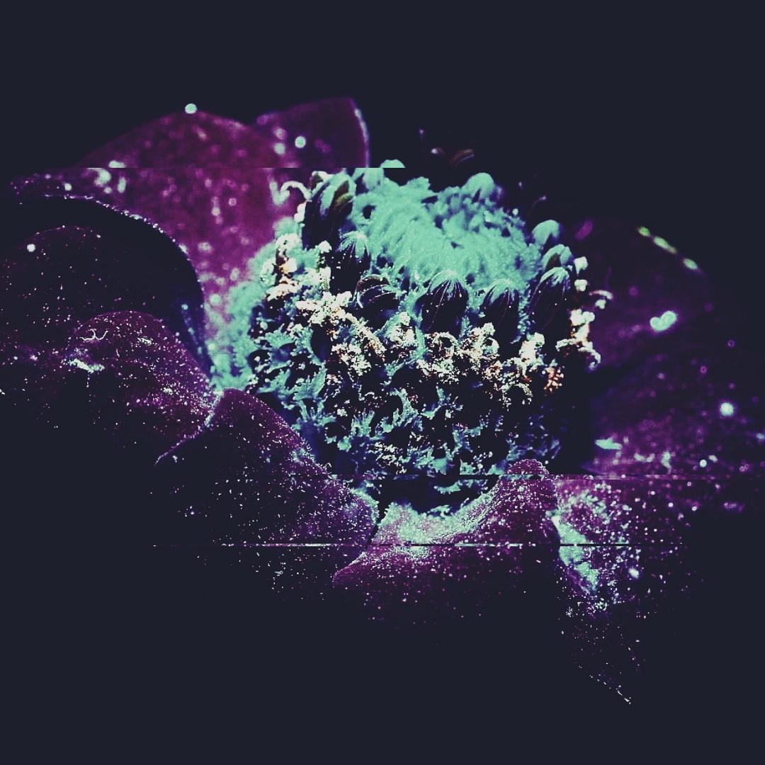 EDM Producer Chuckles New Single ‘Lilac Dreams’